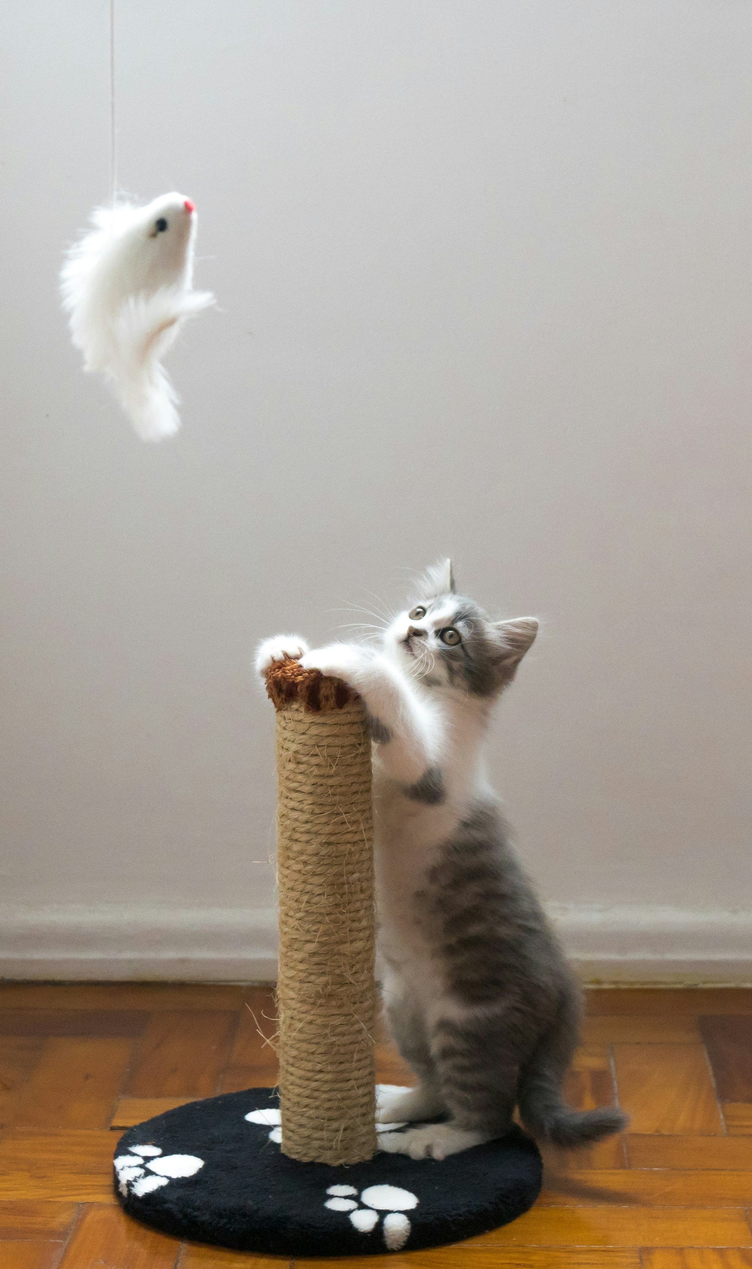 Purrfect Playtime